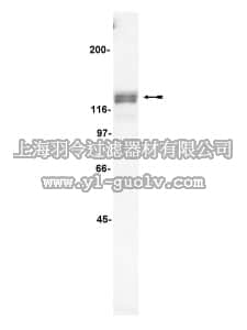 merck millipore,默克密理博,06-500,Anti-p130 Cas Antibody