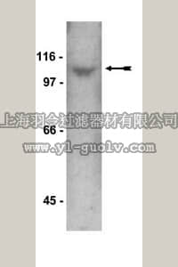 merck millipore,默克密理博,06-502,Anti-STAT2 Antibody, CT