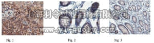 merck millipore,默克密理博,06-503-I,Anti-Caspase 1 Antibody
