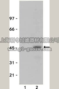 merck millipore,默克密理博,06-519,Anti-phospho-CREB (Ser133) Antibody