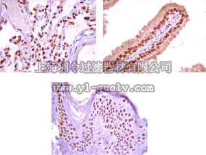 merck millipore,默克密理博,06-520,Anti-Na+/K+ ATPase α-1 Antibody