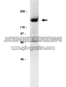 merck millipore,默克密理博,06-526,Anti-IRS1 Antibody, pre-CT