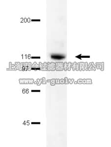 merck millipore,默克密理博,06-543,Anti-FAK Antibody