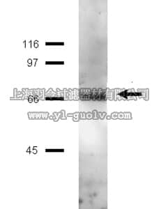 merck millipore,默克密理博,06-546,Anti-Itk/Emt/Tsk Antibody