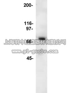 merck millipore,默克密理博,06-548,Anti-SLP 76 Antibody