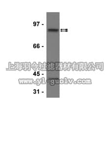 merck millipore,默克密理博,06-554,Anti-STAT5B Antibody merck millipore,默克密理博,06-554,Anti-STAT5B Antibody