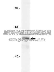 merck millipore,默克密理博,06-556,Anti-Kip2 Antibody