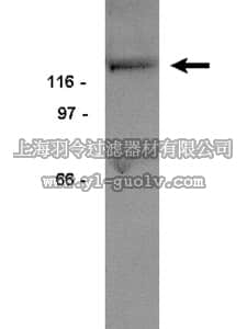 merck millipore,默克密理博,06-559,Anti-Pyk2 Antibody