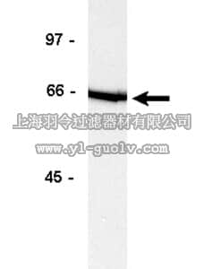 merck millipore,默克密理博,06-561,Anti-Tec Antibody