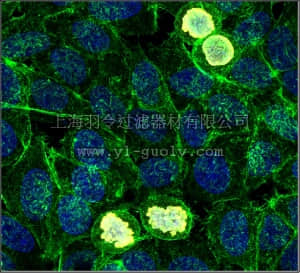 merck millipore,默克密理博,06-570-AF647,Anti-phospho Histone H3 (Ser10), Alexa Fluor 647 Conjugate Antibody