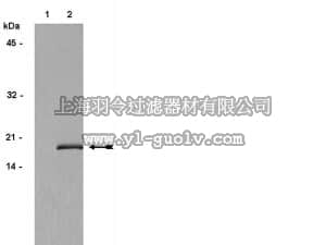 merck millipore,默克密理博,06-570,Anti-phospho-Histone H3 (Ser10) Antibody, Mitosis Marker