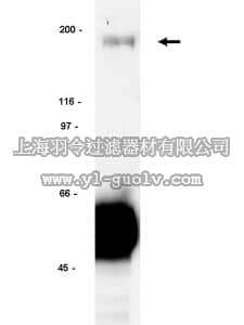merck millipore,默克密理博,06-572,Anti-erbB-4/HER-4 Antibody