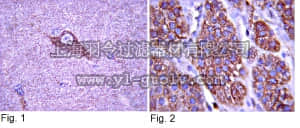merck millipore,默克密理博,06-574,Anti-TrkA Antibody