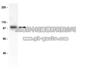 merck millipore,默克密理博,06-579,Anti-Gab1 Antibody, CT