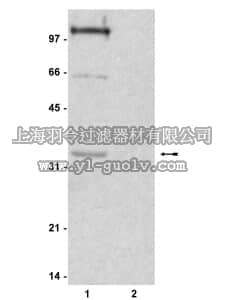 merck millipore,默克密理博,06-597,Anti-phospho-Histone H1 Antibody