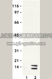merck millipore,默克密理博,06-598,Anti-acetyl-Histone H4 Antibody