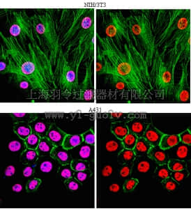 merck millipore,默克密理博,06-599,Anti-acetyl-Histone H3 Antibody