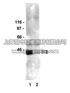merck millipore,默克密理博,06-642,Anti-phospho-MAP Kinase1/2 (Erk1/2) (Tyr180) Antibody,