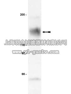 merck millipore,默克密理博,06-646,Anti-Flt-3 Antibody, extracellular region