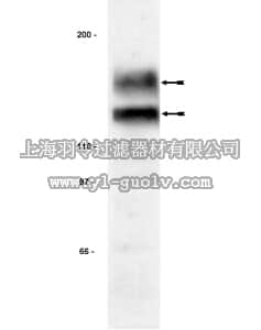merck millipore,默克密理博,06-647,Anti-Flt-3 Antibody, cytoplasmic domain