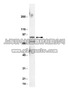 merck millipore,默克密理博,06-650,Anti-StIP-1 Antibody