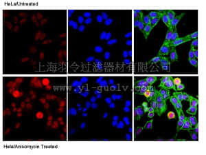merck millipore,默克密理博,06-659,Anti-phospho-c-Jun (Ser73) Antibody