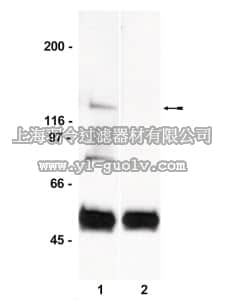 merck millipore,默克密理博,06-665,Anti-JAK1 Antibody