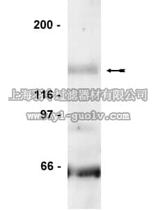 merck millipore,默克密理博,06-667,Anti-JAK3 Antibody, CT