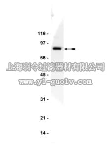 merck millipore,默克密理博,06-668,Anti-Rsk1/MAPKAP Kinase 1a Antibody