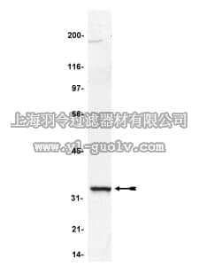 merck millipore,默克密理博,06-691,Anti-Caspase 6 Antibody