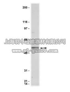 merck millipore,默克密理博,06-697,Anti-FLIP Antibody, NT