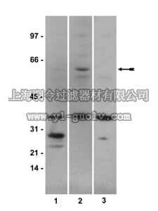merck millipore,默克密理博,06-702,Anti-phospho-Smad1 (Ser463/465) Antibody