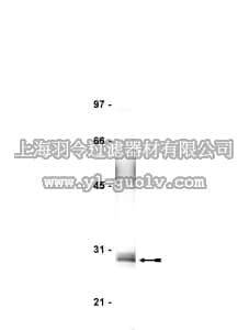 merck millipore,默克密理博,06-711,Anti-FADD Antibody