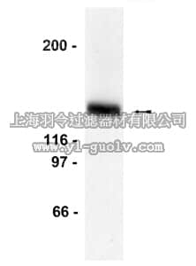 merck millipore,默克密理博,06-719,Anti-LexA Antibody, DNA-binding region