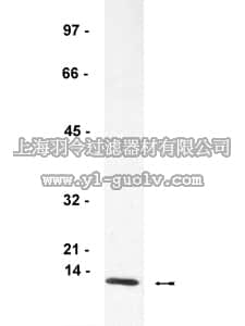 merck millipore,默克密理博,06-727,Anti-FcεRI Antibody, γ subunit