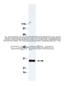 merck millipore,默克密理博,06-730,Anti-RhoGDI Antibody