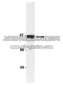 merck millipore,默克密理博,06-734,Anti-β-Catenin Antibody