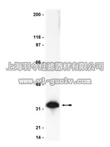 merck millipore,默克密理博,06-735,Anti-Caspase 3 Antibody