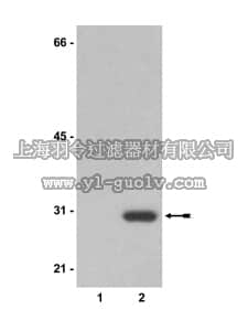 merck millipore,默克密理博,06-747,Anti-Neomycin Phosphotransferase II Antibody
