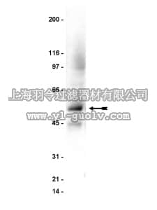 merck millipore,默克密理博,06-748,Anti-JNK/SAPK1 Antibody
