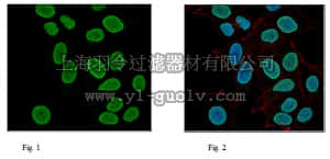 merck millipore,默克密理博,06-755,Anti-Histone H3 Antibody
