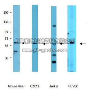 merck millipore,默克密理博,06-756,Anti-Frizzled 5 Antibody