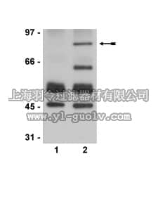merck millipore,默克密理博,06-758,Anti-acetyl-p53 Antibody (Lys373, Lys382)