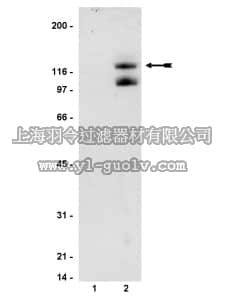 merck millipore,默克密理博,06-771,Anti-IRS4 Antibody