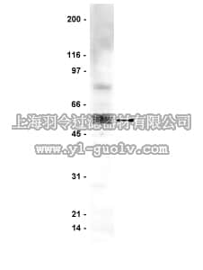 merck millipore,默克密理博,06-775,Anti-Caspase 8 Antibody