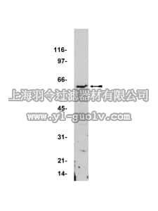 merck millipore,默克密理博,06-815,Anti-MYST family Antibody