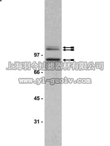 merck millipore,默克密理博,06-820,Anti-phospho-Adducin (Ser662) Antibody