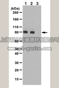 merck millipore,默克密理博,06-821-I,Anti-phospho-PKCepsilon Antibody (Ser729)