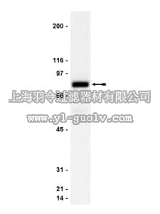 merck millipore,默克密理博,06-822,Anti-phospho-PKCα (Ser657) Antibody