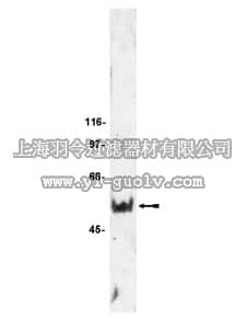 merck millipore,默克密理博,06-827,Anti-Edg-2 Antibody